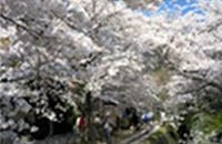 Cherry blossoms along the Philosopher's Path